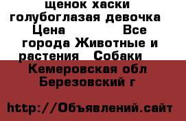щенок хаски  голубоглазая девочка › Цена ­ 12 000 - Все города Животные и растения » Собаки   . Кемеровская обл.,Березовский г.